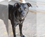 Small #2 Labrador Retriever Mix
