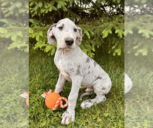 Great Dane Puppy for sale in MIDDLEBURY, IN, USA