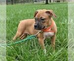 Small Photo #3 Boxer Puppy For Sale in ARTHUR, IL, USA