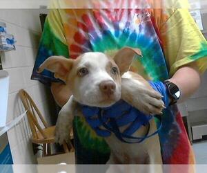 American Pit Bull Terrier-Siberian Husky Mix Dogs for adoption in Fayetteville, NC, USA