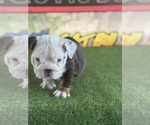 Small #1 English Bulldog