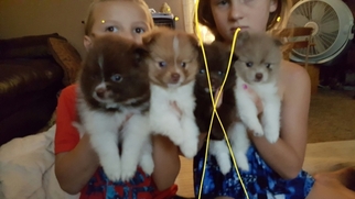Pomeranian Puppy for sale in BROWNSVILLE, CA, USA
