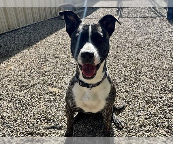 Medium Photo #1 American Pit Bull Terrier-Unknown Mix Puppy For Sale in Ames, IA, USA