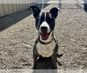 American Pit Bull Terrier-Unknown Mix Dogs for adoption in Ames, IA, USA