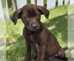 Small #2 Labrador Retriever Mix