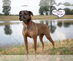 Small #9 Mastiff Mix