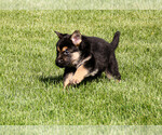 Puppy 2 German Shepherd Dog