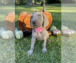 Small Photo #1 Weimaraner Puppy For Sale in MAGEE, MS, USA