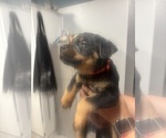 Small Photo #4 Rottweiler Puppy For Sale in TEMECULA, CA, USA
