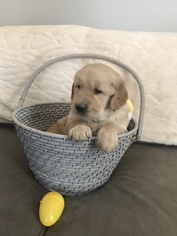 Golden Retriever Puppy for sale in GREENFIELD, OH, USA