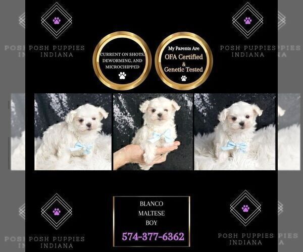 Medium Photo #2 Maltese Puppy For Sale in WARSAW, IN, USA