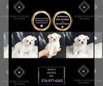 Small #1 Maltese