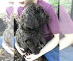 Small Photo #5 Labradoodle Puppy For Sale in OXFORD, PA, USA