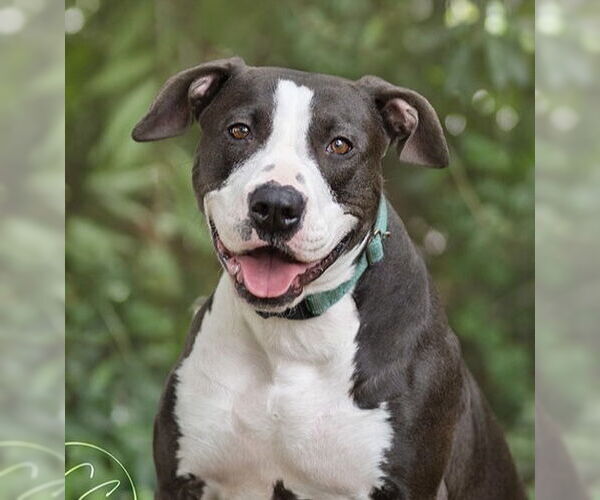 Medium Photo #1 Bull Terrier-Unknown Mix Puppy For Sale in Marina Del Rey, CA, USA