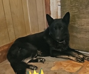 Father of the German Shepherd Dog puppies born on 06/21/2025