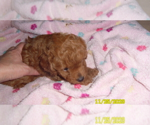 Poodle (Toy) Puppy for sale in DULUTH, GA, USA