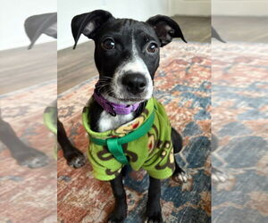 Pointer-Rat Terrier Mix Dogs for adoption in GILBERTS, IL, USA