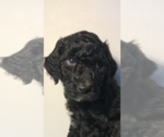 Small Photo #19 Poodle (Standard) Puppy For Sale in ELMWOOD, WI, USA