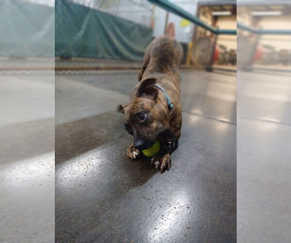 Medium Photo #4 Mutt Puppy For Sale in Evansville, IN, USA