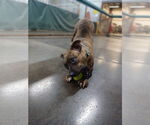 Small #3 Mutt