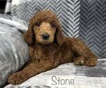 Small Photo #2 Poodle (Standard) Puppy For Sale in GARY, TX, USA