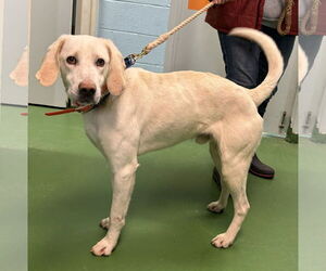 Labrador Retriever-Unknown Mix Dogs for adoption in Rustburg, VA, USA