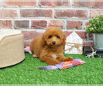 Small #4 Poodle (Miniature)