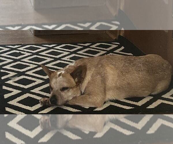 Medium Photo #4 Mutt Puppy For Sale in Highland, IL, USA