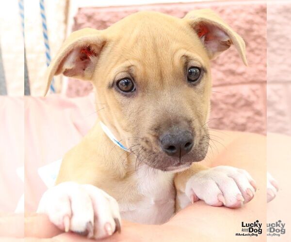 Medium Photo #4 Mutt Puppy For Sale in Washington, DC, USA