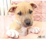 Small #3 Mutt