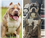Small American Bully