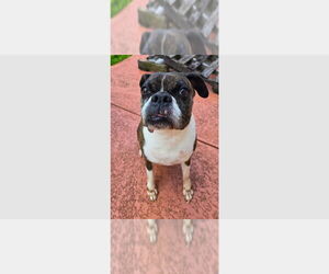 Boxer Dogs for adoption in Austin, TX, USA