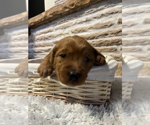 Labradoodle Puppy for Sale in LOMA, Colorado USA