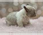 Small #6 French Bulldog