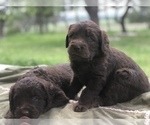 Small Photo #12 Labradoodle Puppy For Sale in JARRELL, TX, USA