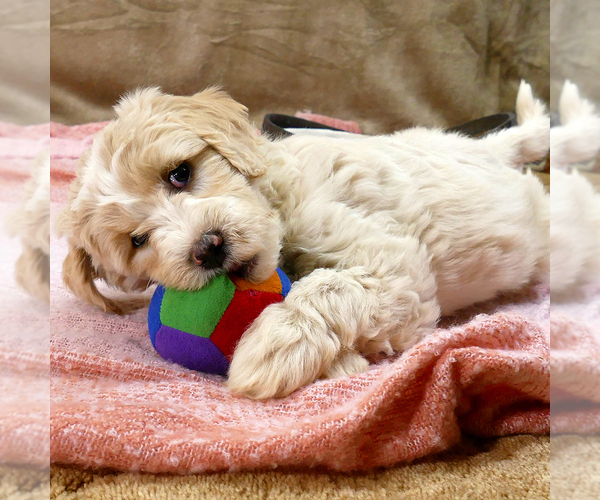 Medium Photo #1 Goldendoodle Puppy For Sale in ROY, UT, USA