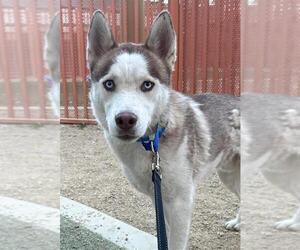 Huskies -Unknown Mix Dogs for adoption in Las Vegas, NV, USA