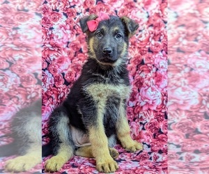 German Shepherd Dog Puppy for sale in LANCASTER, PA, USA