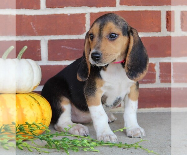 Medium Photo #2 Beagle Puppy For Sale in RICHLAND, PA, USA
