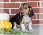Small Photo #2 Beagle Puppy For Sale in RICHLAND, PA, USA