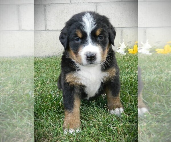 Medium Photo #18 Bernese Mountain Dog Puppy For Sale in CLARE, MI, USA