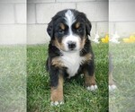 Small Photo #18 Bernese Mountain Dog Puppy For Sale in CLARE, MI, USA