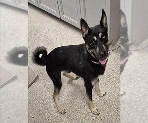 Shiba Inu-Siberian Husky Mix Dogs for adoption in Lodi, CA, USA