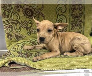 Mutt Dogs for adoption in HESPERIA, CA, USA