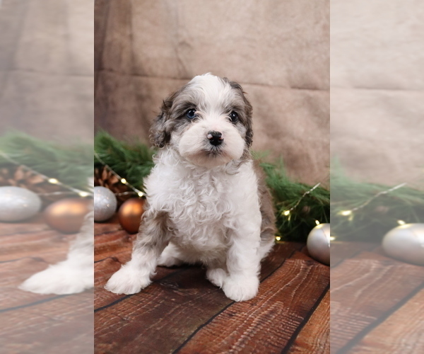 Medium Photo #2 Cavapoo (Toy) Puppy For Sale in WEST SALEM, OH, USA