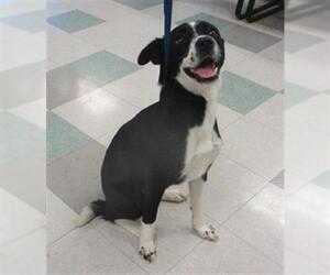 Border Collie-Unknown Mix Dogs for adoption in Oklahoma City, OK, USA