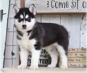 Siberian Husky Puppy for sale in FREDERICKSBG, OH, USA
