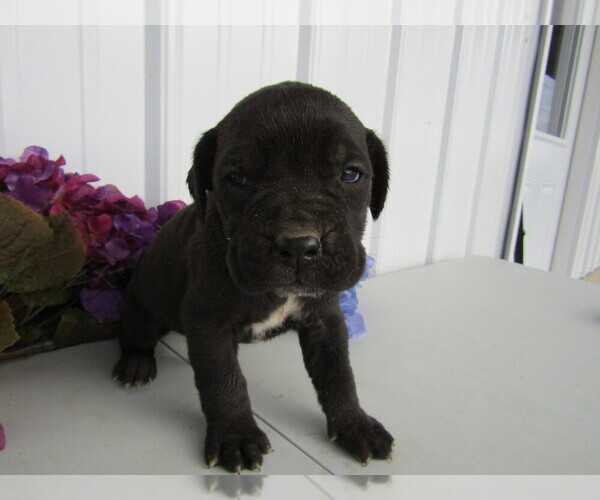 Medium Photo #6 Cane Corso Puppy For Sale in EMPIRE STATE, NY, USA