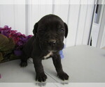 Small Photo #6 Cane Corso Puppy For Sale in EMPIRE STATE, NY, USA