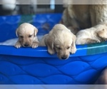 Small Photo #6 Labrador Retriever Puppy For Sale in PRATTVILLE, AL, USA